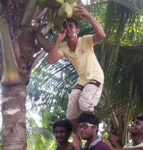 Coconut farm